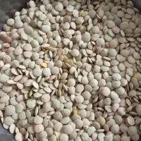 حبوبات تازه|حراج|پاکدشت, پاکدشت (مامازند)|دیوار