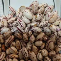 لوبیا چیتی پخت عالی