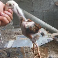 جوجه خروس لاری ۲نیم ماهه