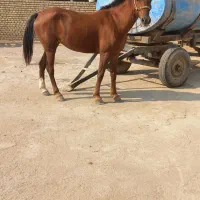 اسب اصیل عرب|اسب و تجهیزات اسب‌سواری|حمیدیه, |دیوار