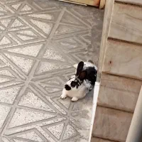 حیوان خانگی خرگوش|موش و خرگوش|دورود, |دیوار