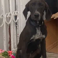 سگ شکاری ۴ ماهه