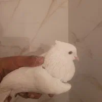 کبوتر|پرنده|شاهین‌شهر, حافظ جنوبی|دیوار