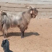 چبش داشتی 4ساله|حیوانات مزرعه|فسا, |دیوار