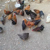 فروش مرغ خروس