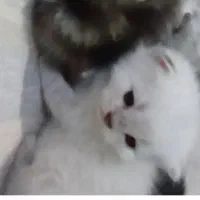 بچه گربه سفید|گربه|دماوند, گیلاوند|دیوار