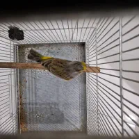 سره ویاسمین قناری وسره قناری