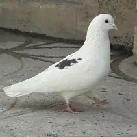 کفتر تهرونی