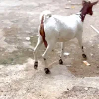 بز از بندر|حیوانات مزرعه|اردستان, |دیوار