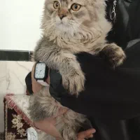 گربه اسکاتیش|گربه|سنندج, |دیوار