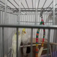 یک جفت عروس هلندی|پرنده|نسیم‌شهر, |دیوار