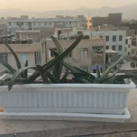 گل تزئینی با گلدان پلاستیکی سفید