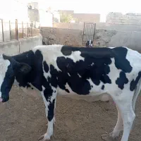 گاوه شیری خشک|حیوانات مزرعه|خاش, |دیوار