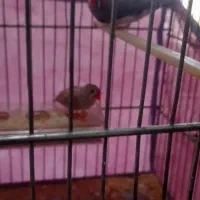 جفت فنچ مولد