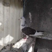 کفتر نروماده|پرنده|اسلامشهر, شهرک مهدیه|دیوار