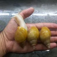 حلزون البینو