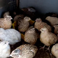 بلدرچین تخم گزار.جوجه بلدرچین ۲۵ روزه تا ۳۵