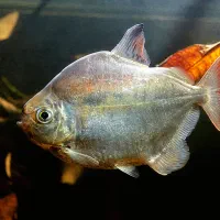 ماهی سیلور دالر