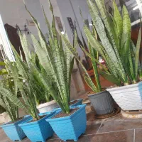 گل سانسوریا|گل و گیاه طبیعی|گنبد کاووس, |دیوار