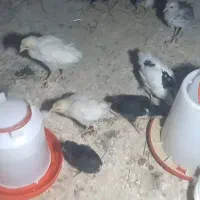 جوجه نژاد گلین|حیوانات مزرعه|نیشابور, کلاغان|دیوار