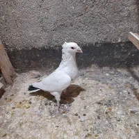 جفتگاه رنگه|پرنده|مشهد, فارغ التحصیلان|دیوار