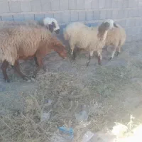 دوراس میش کار آبستن با جفت بره ماده بزرگ اش