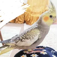 عروس هلندی سخنگو گم شده