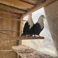 کربلایی طوقی تکپردمسفیدسارسرورمینودشت