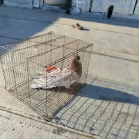 کبوتر|پرنده|مرند, |دیوار