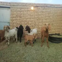 بز پاکستانی زاییده با بزغاله ماده چاق