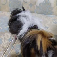 خوکچه فشن|موش و خرگوش|سهند, |دیوار