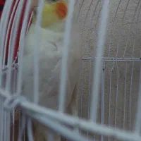 عروس هلندی|پرنده|گرگان, |دیوار