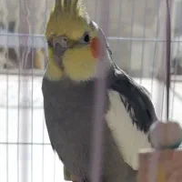 یک عدد عروس هلندی نر|پرنده|فردیس, سرحدی|دیوار