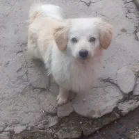 سگ پا کوتاه بازی گوش