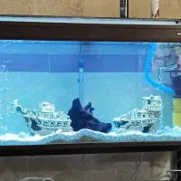 آکواریوم شیشه خم