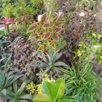 گل فروشی|گل و گیاه طبیعی|فسا, |دیوار