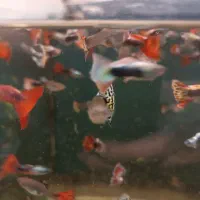 گوپی کوپی فکوری72|ماهی|مشهد, سرافرازان|دیوار