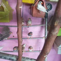 فنچ نر دونه ای ۲۵۰