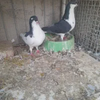 کبوتر فروشی|پرنده|سرایان, |دیوار