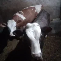 گاو|حیوانات مزرعه|دهگلان, |دیوار