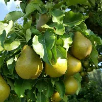 نهالستان مولائی ارقام کمیاب و صنوبر و میوه|خدمات باغبانی و درختکاری|سراب, |دیوار