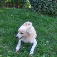 سگ پامر اشپیتز