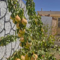 فروش فوری باغ