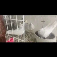 نر ماده کله الماسی با جوجشون