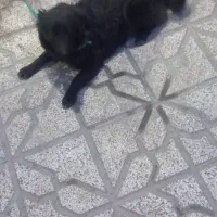 سگ پاکوتا|سگ|نیشابور, گنبد سبز|دیوار