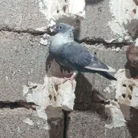 پرنده|پرنده|گتوند, |دیوار