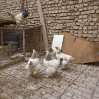 تخم نطفه دار برهما