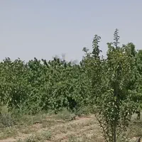 باسلام فروش باغ 3000 متربا90 دقیقه آب|فروش دفتر صنعتی، کشاورزی، تجاری|فریمان, |دیوار