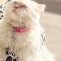 گربه پرشین بریتیش|گربه|مشهد, الهیه|دیوار