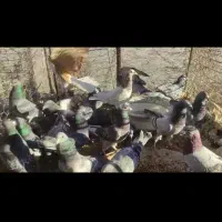 کبوتر چاشنی